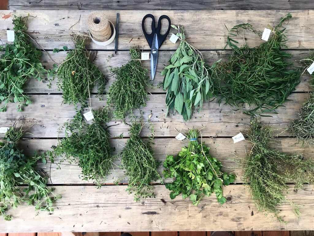 Drying Herbs