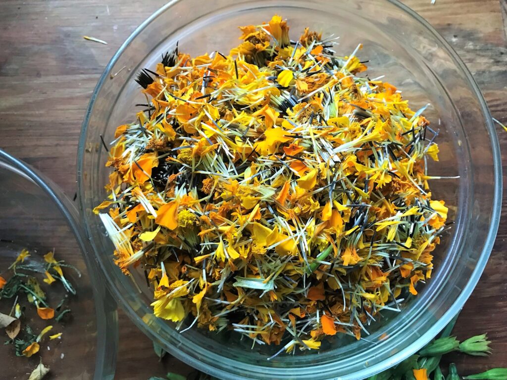 Marigold flowers ready to dry