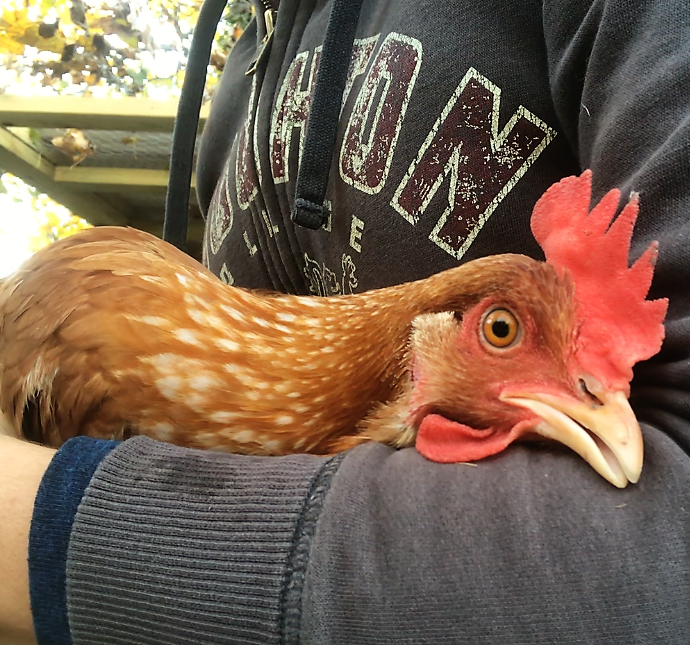 Drama in the Hen House + How to Care for Wounded Chickens